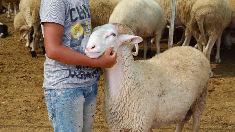 Bayraklı Belediyesi kurban yakalama ekibi kurdu