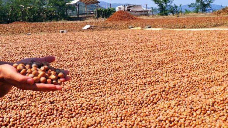 Fındık üreticisinden fiyat tepkisi