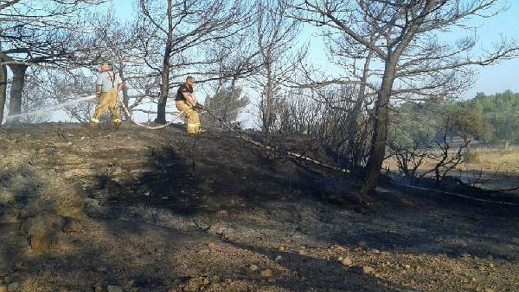 Ayvalıktaki yangında 5 hektar çam ve zeytinlik zarar gördü