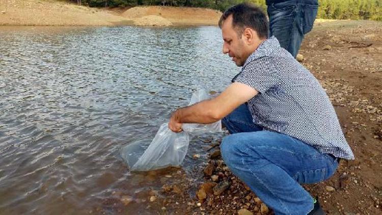 Çanakkalede 9 gölete 105 bin yavru sazan balığı salındı