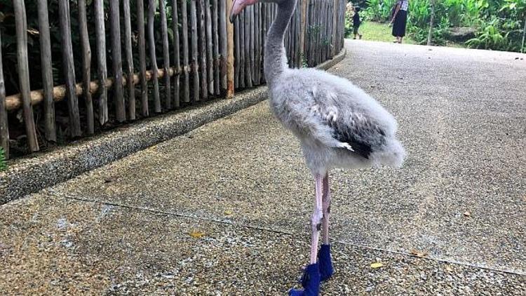 Şaşırtan görüntü Bebek flamingoya özel ayakkabı ürettiler