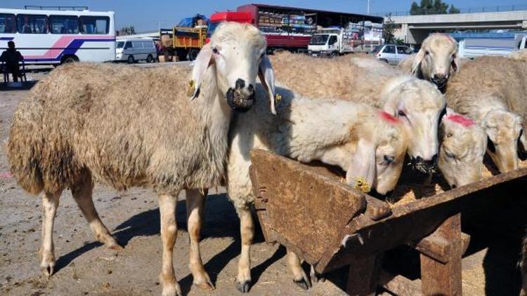 Bayramda acemi kasap uyarısı