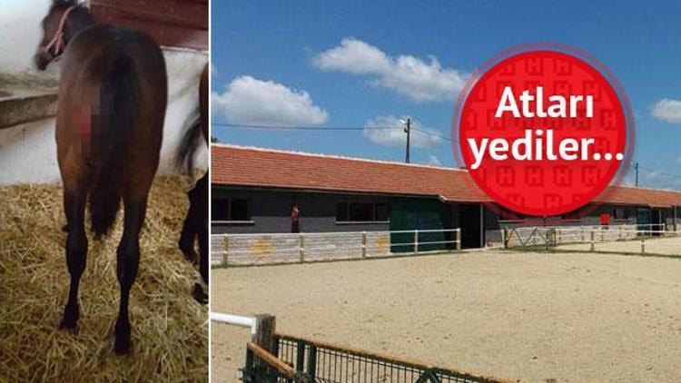 İstanbulda at çiftliğine kurt saldırısı iddiası...