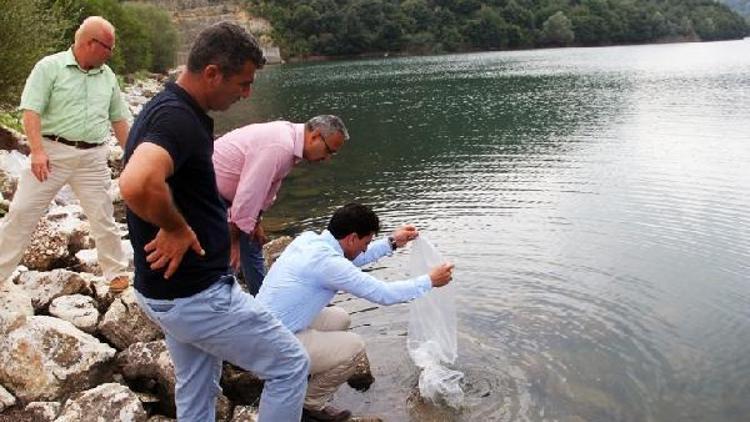 Yalova’da baraj ve gölete 30 bin yavru sazan bırakıldı