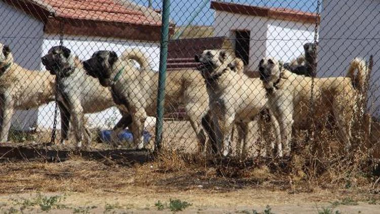 Polisin toplumsal olaylarda Kangal köpeği olacak