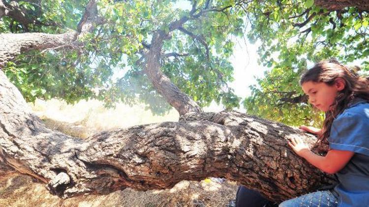 Yozgatta 2 bin 600 yıllık dut ağaçları taze meyve veriyor