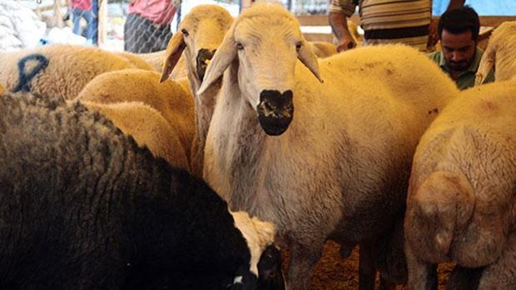 Kurbanlıklarda karaborsa korkusu.. Kurban fiyatları şuan ne kadar