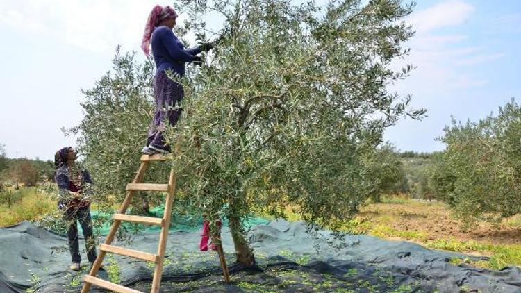 Zeytini erken hasad ediyor fiyatı katlıyor