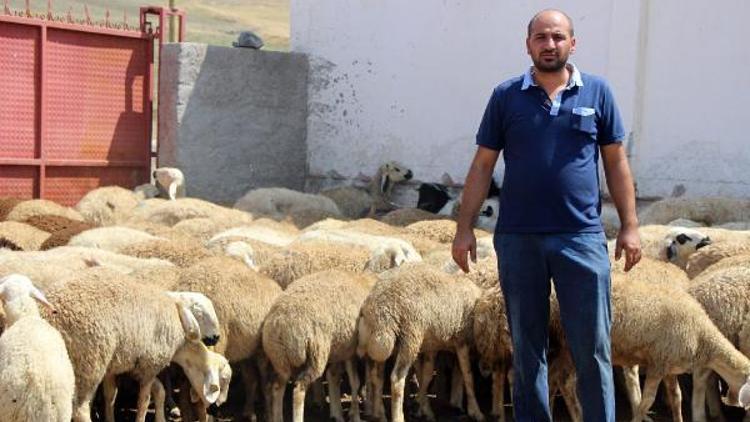 800 küçükbaş hayvanı için otomobille su taşıyor