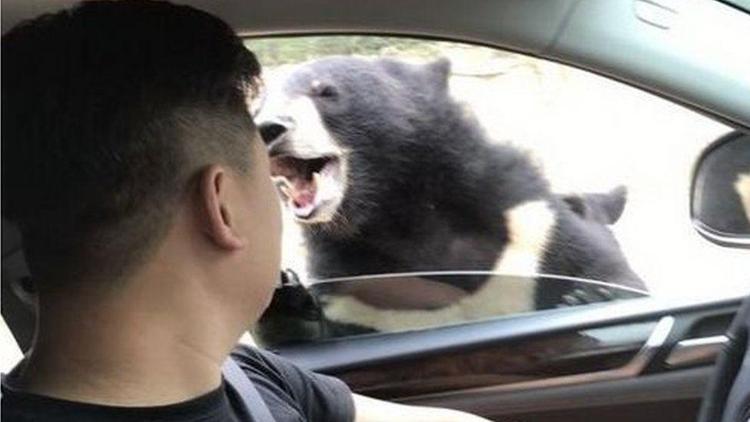 Arabasının camını kapatmak isterken açtı, ayı ısırdı