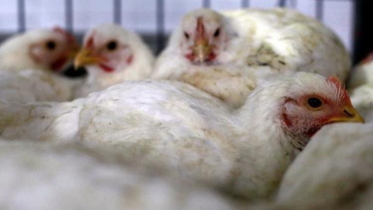 İtalya’da 27 bin tavuk karantinaya alındı