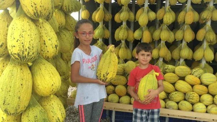 Kırkağaç kavunu tezgahtaki yerini aldı