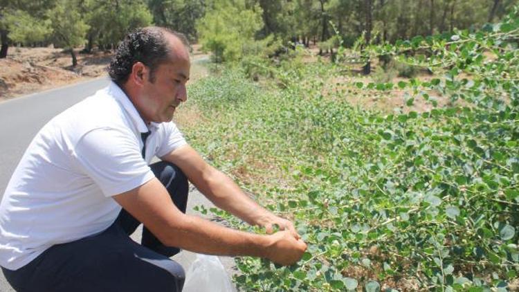 Kapari bitkisi geçim kaynağı