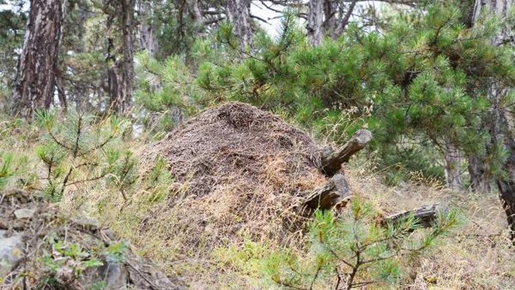 İlk milli parkın bekçileri kırmızı orman karıncaları