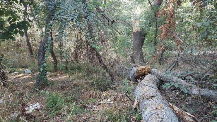 Edirnede Tavuk ormanı 19 yıllık planla bakıma alınıyor