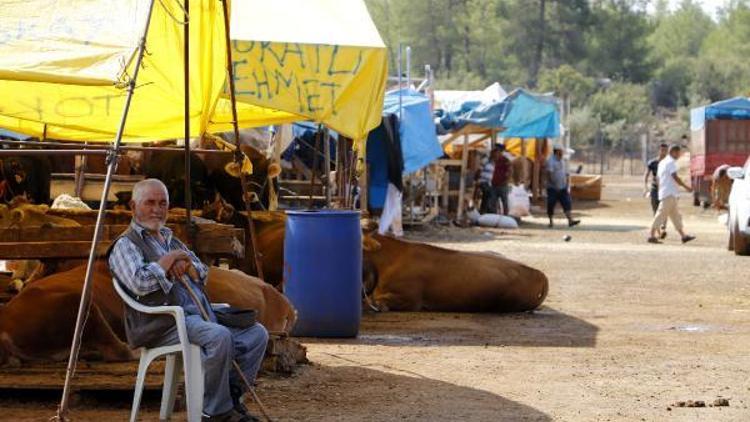 Kurbanlık pazarında besicinin ulaşım isyanı