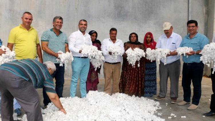 ANTBİRLİKte pamuk alımı başladı