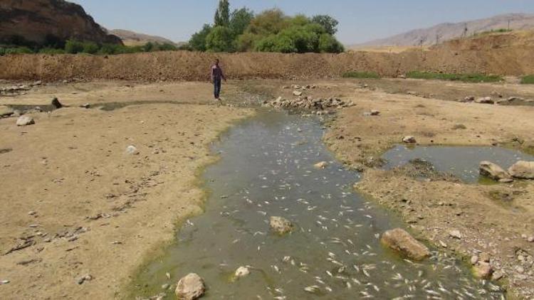 Hasankeyfteki Dicle Nehri yatağındaki çalışmalar balıkların telef olmasına yol açtı