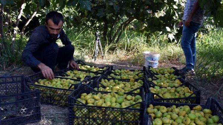 Derikin 9 çeşit inciri tezgahlarda yerini aldı