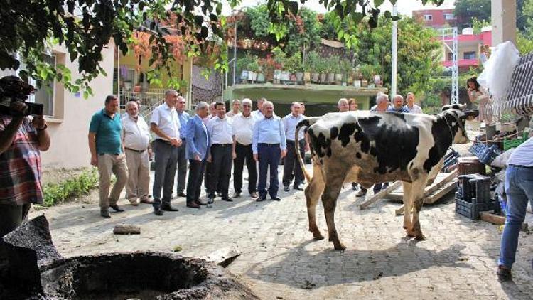 Orman köylüsüne büyükbaş desteği