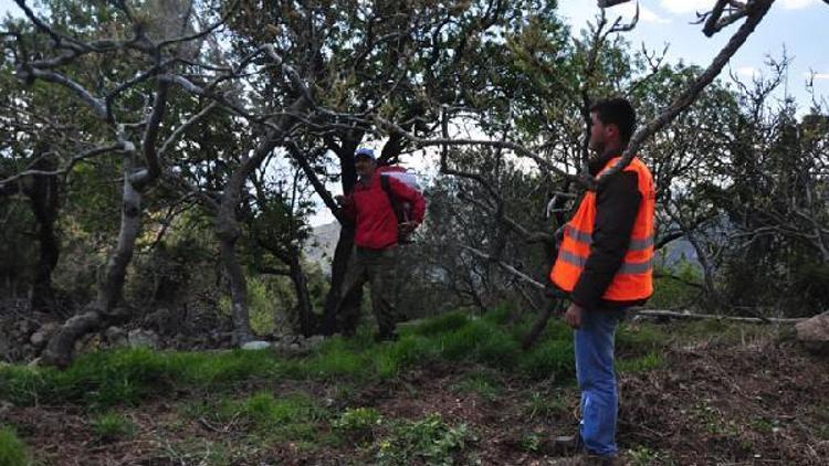 Ayvacık’ta Antep Fıstığı Geliştirme Projesi yüzleri güldürdü