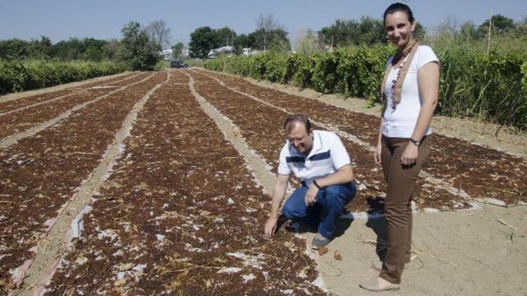 Kadın girişimci üzümün kuruma süresini kısalttı