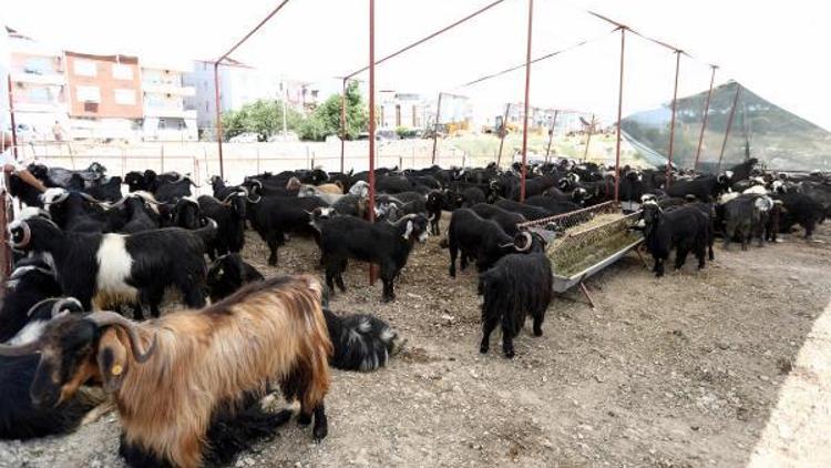 Kurban Bayramı hazırlıkları tamamlandı