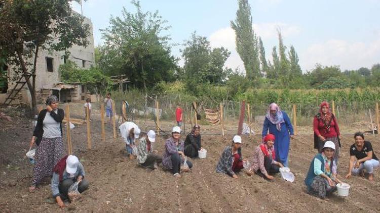 Bahçe ve Hasanbeylide safran dikimi