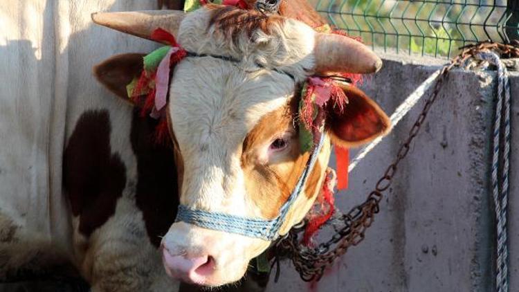 Zonguldak’ta kurban pazarının en pahalı hayvanı 14 bin lira