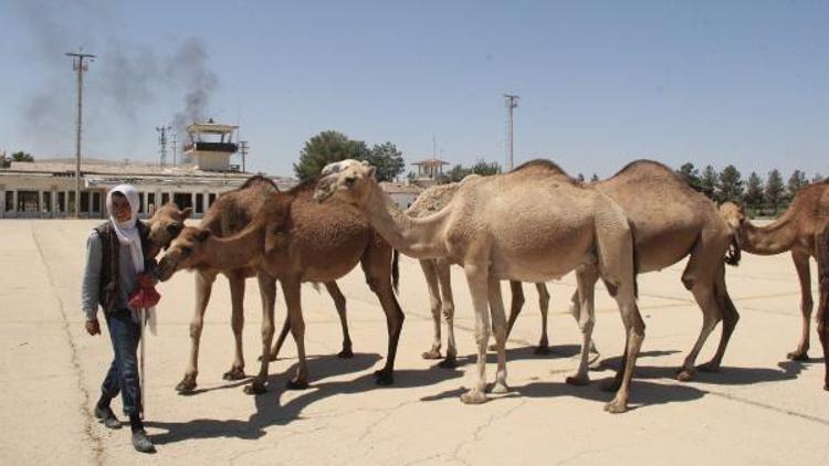 Şanlrurfada eski havalanı pisti kurbanlık develere kaldı