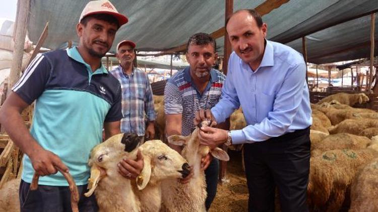 Adana Sağlık Müdürü: Bayramda sağlıksız hayvanı kurban etmeyin