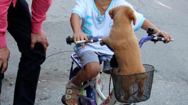 1 günlüğüne sevmek için aldığı yavru köpeği bisiklet sepetinde taşıdı