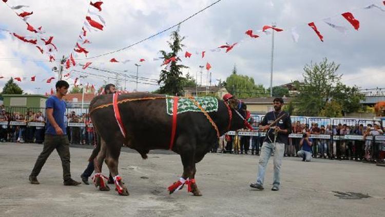 İstanbulda kurbanlık güzellik yarışması yapıldı