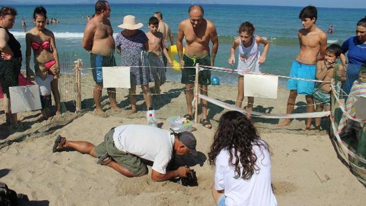 Kuşadasında caretta caretta seferberliği