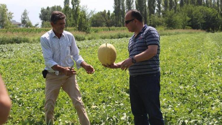 Iğdırın yöresel kavunu, pazarda