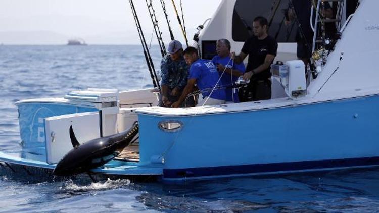 2017 MOST Bodrum Turnuvasında 116 kiloluk orkinos rekoru