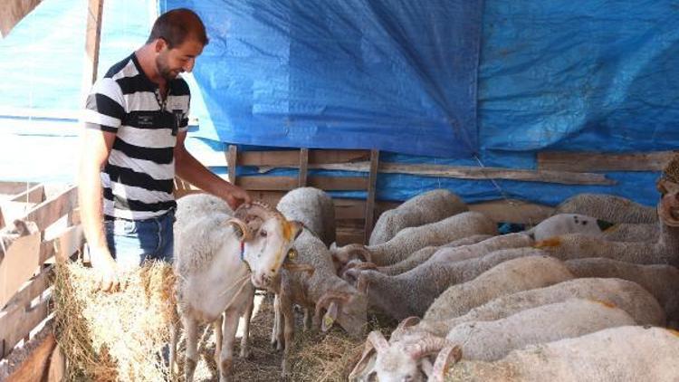 Kurban satış yerleri hazırlanıyor