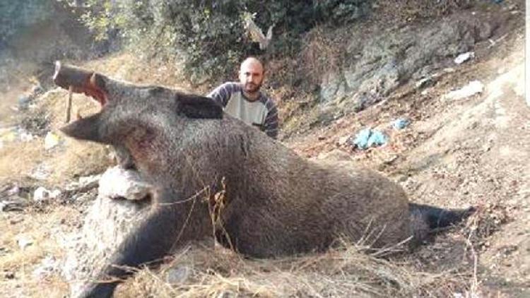 Avcılar, ayı büyüklüğünde domuz vurdu