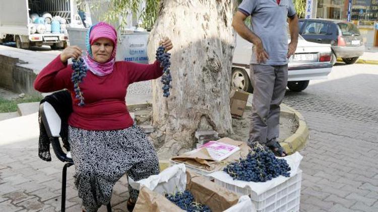 Yazır üzümü hasadı başladı