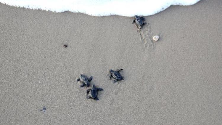 Caretta yavruları denizle buluştu