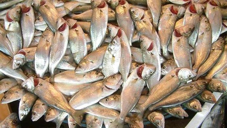 Türkiyede balık tüketimi dünyanın gerisinde