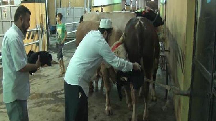 Monorayla 4 dakikada büyükbaş kurban kesimi