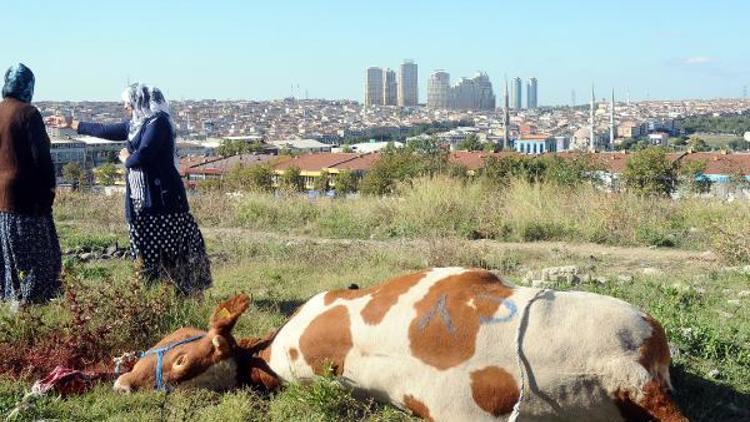 Fotoğraflar//İstanbulda kaçak kurban kesimleri