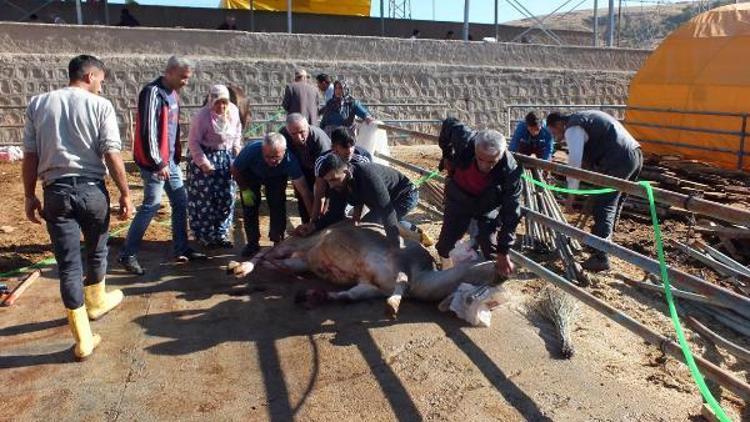 Yozgat’ta acemi kasapların bayram mesaisi