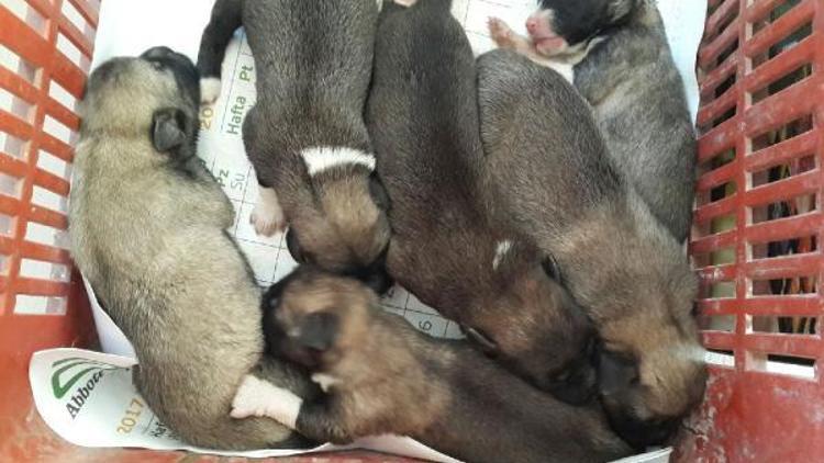 Terk edilen 7 yavru köpeğe süt anne bulundu