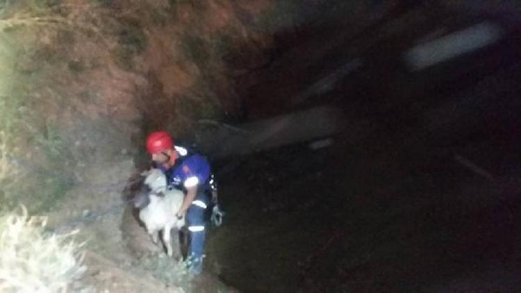 Havuza düşen koyunu kurtarmak isterken kendi boğuldu