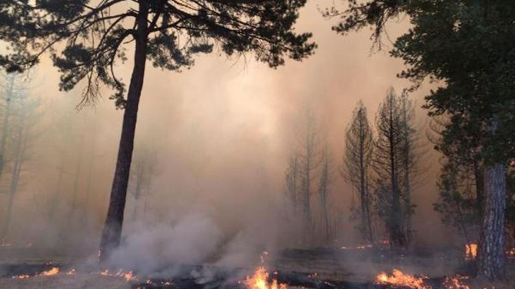 Boludaki orman yangını söndürüldü (4)
