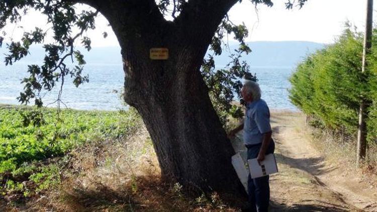 Şair ve yazarların adını anıt ağaçlarda yaşatıyor