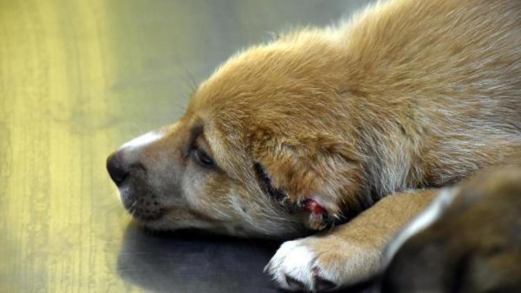 Marmariste üç yavru köpeğe işkence yapan asker gözaltına alındı