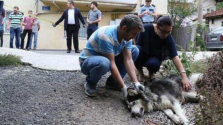 Sokakta çişini yapan köpek ile birlikte köpeğin sahibini tüfekle yaraladı